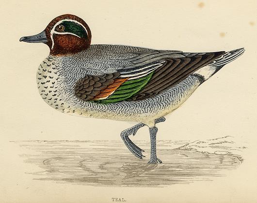 Teal print, 1867