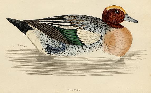 Wigeon print, 1867