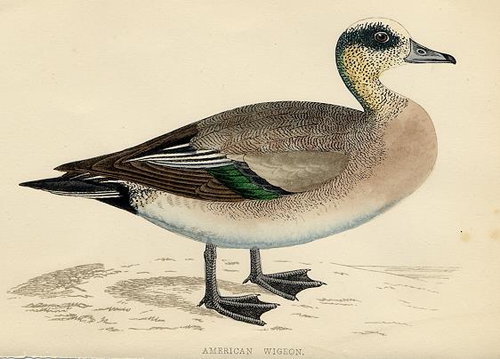 American Wigeon print, 1867