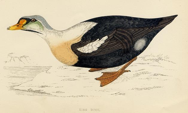 King Duck, 1867