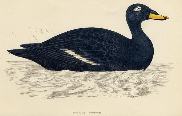 Velvet Scoter, 1867