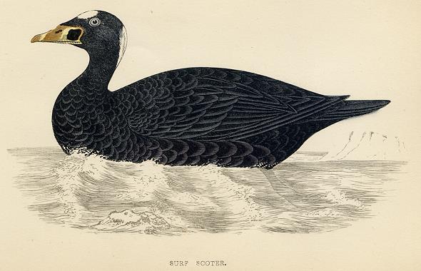 Surf Scoter, 1867