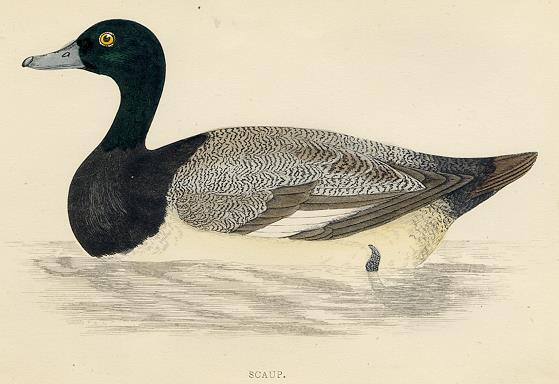 Scaup print, 1867