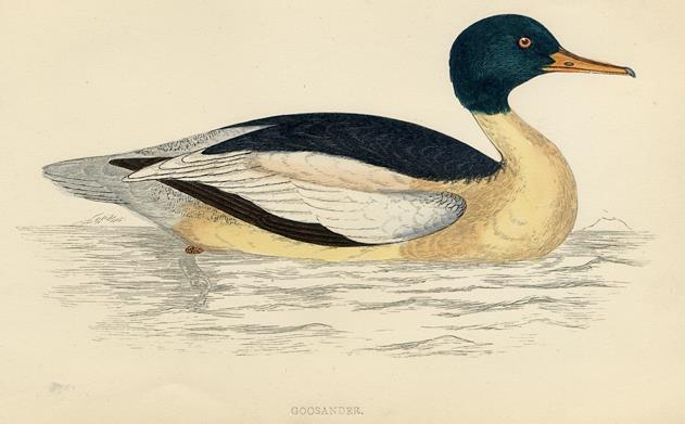 Goosander print, 1867