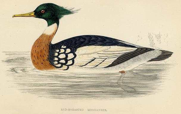 Red-Breasted Merganser print, 1867