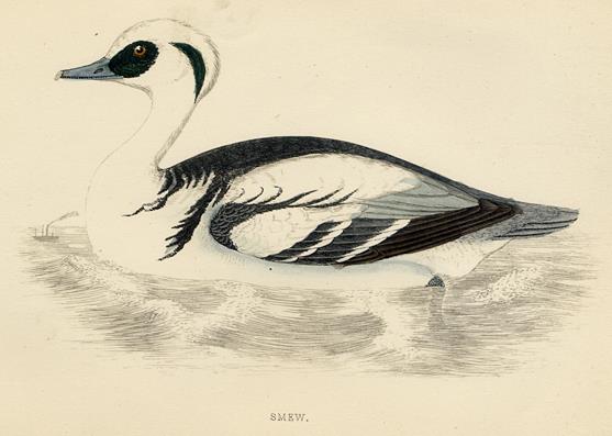 Smew print, 1867