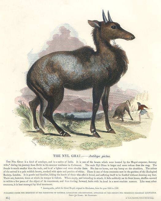 The Nyl Ghau (antelope), 1850