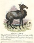 The Nyl Ghau (antelope), 1850