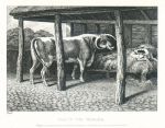 Dog and Ox (Dog in a Manger), Howitt, 1810