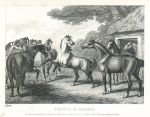 Council of Horses, Howitt, 1810