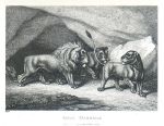 Fatal Marriage (Lions), Howitt, 1810