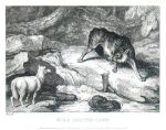 Wolf and the Lamb, Howitt, 1810