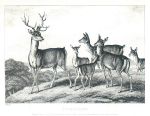 Stag & Fawn, Howitt, 1810