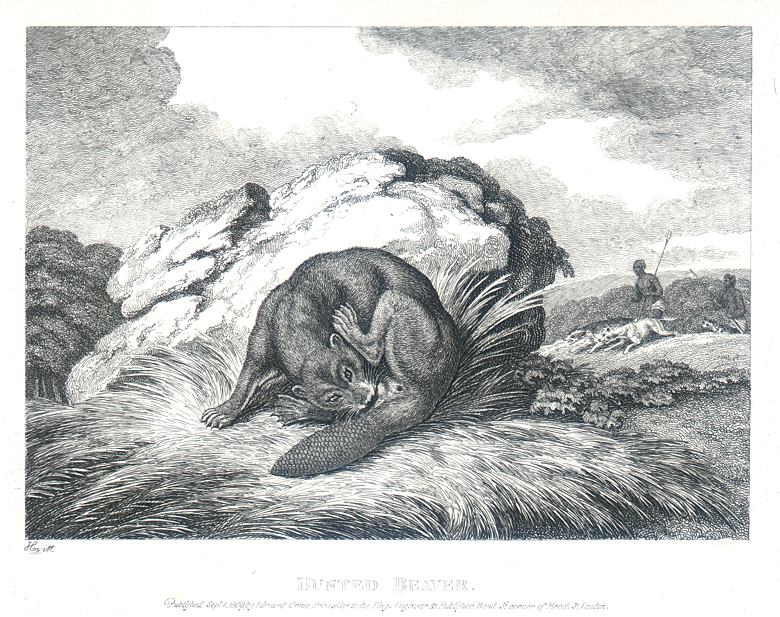 Hunted Beaver, Howitt, 1810