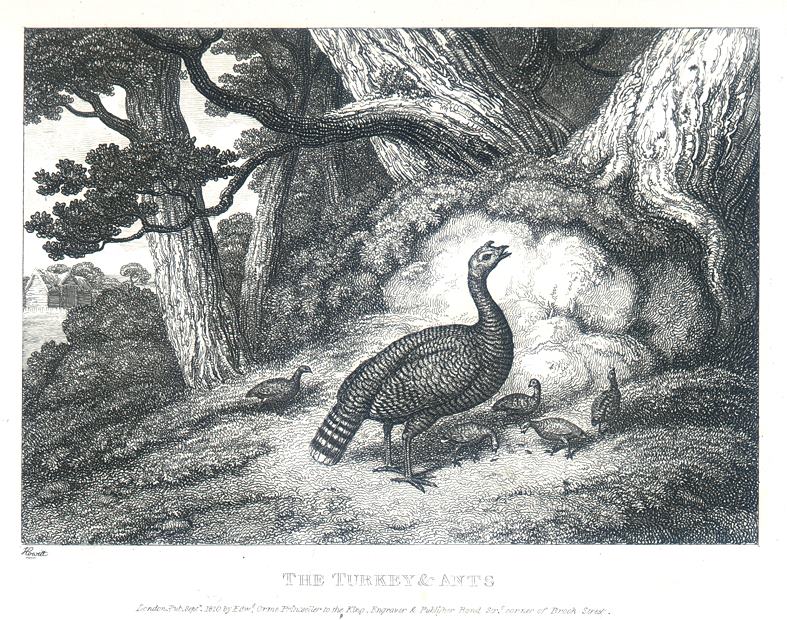 The Turkey & Ants, Howitt, 1810