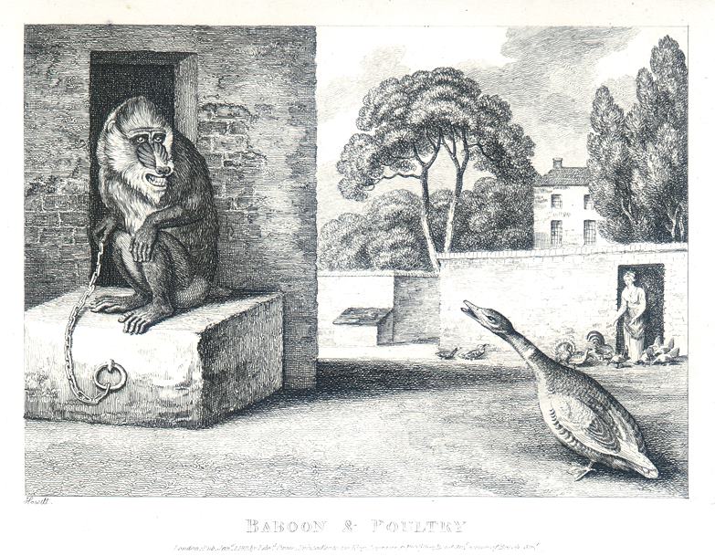 Baboon & Poultry, Howitt, 1810