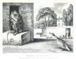 Baboon & Poultry, Howitt, 1810