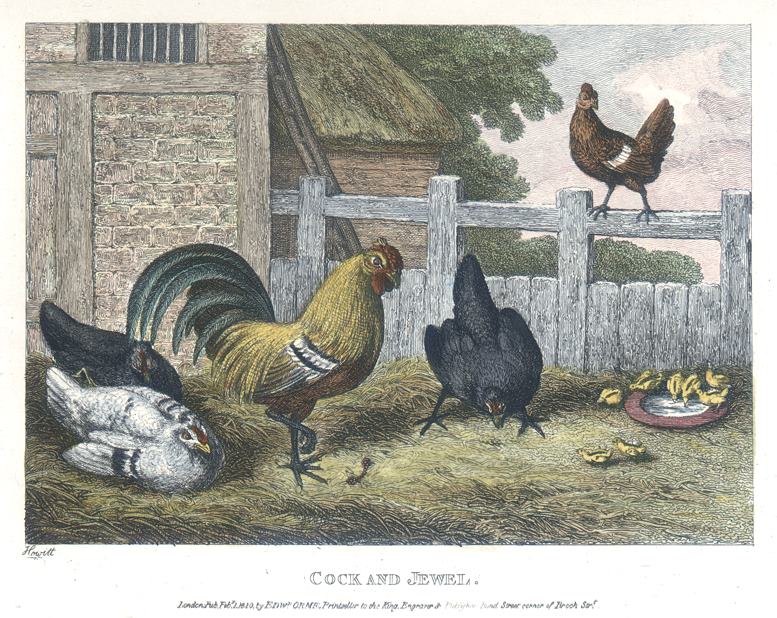 Cock and Jewel, Howitt, 1810