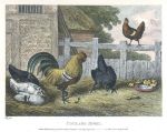 Cock and Jewel, Howitt, 1810