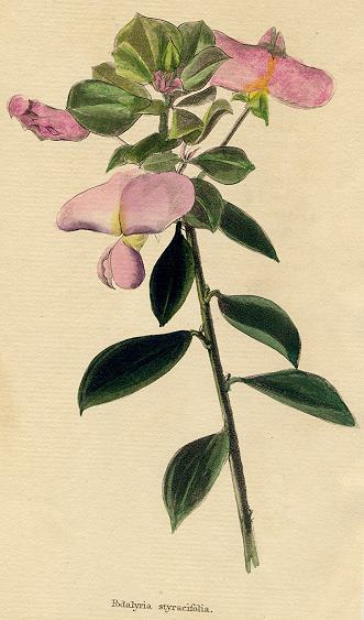 Podalyria styracifolia, 1822