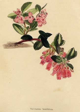 Vaccineum buxifolium, 1822