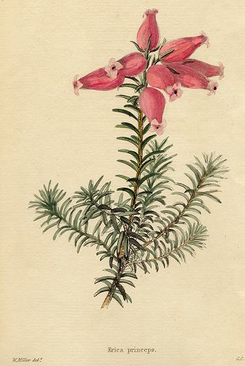 Erica princeps, 1822