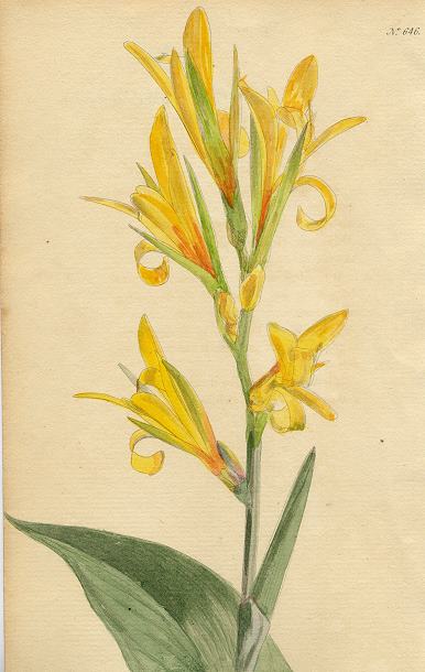 Canna lutea, 1822