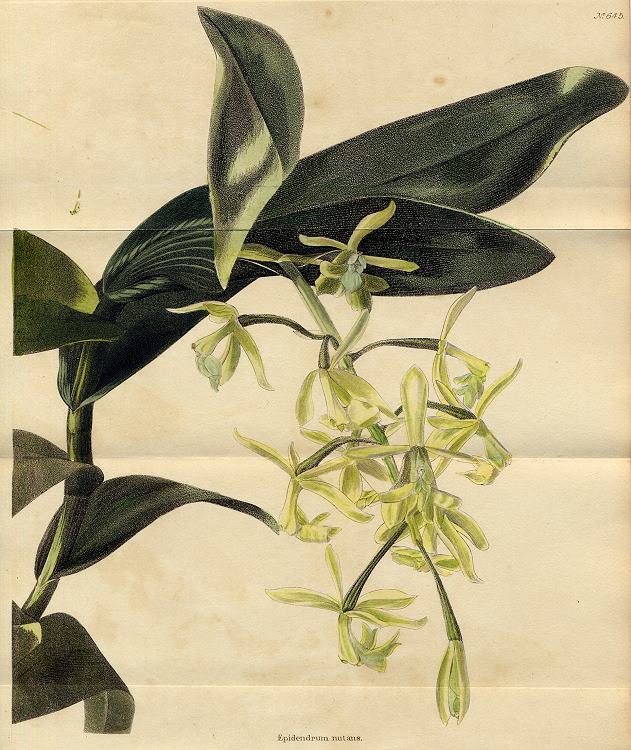 Epidendrum nutans, 1822