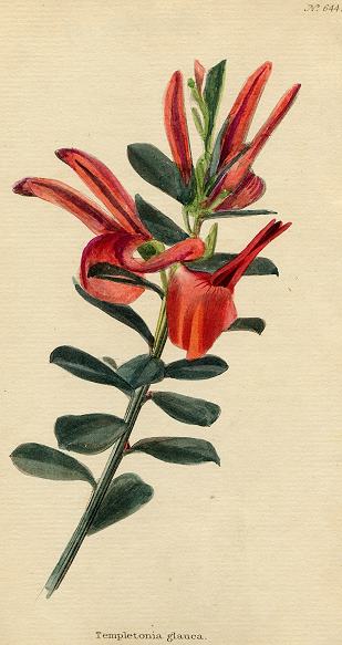 Templetonia glauca, 1822