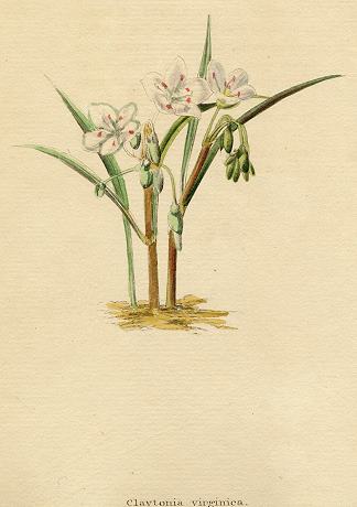 Claytonia virginiea, 1822