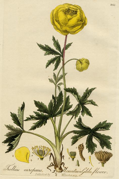 Mountain Globe Flower, 1839