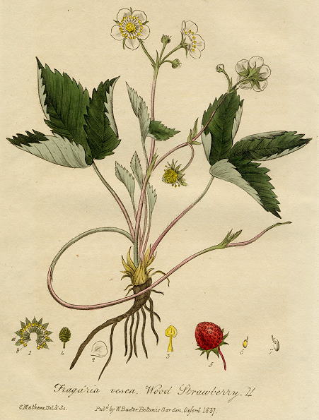 Wood Strawberry, 1839