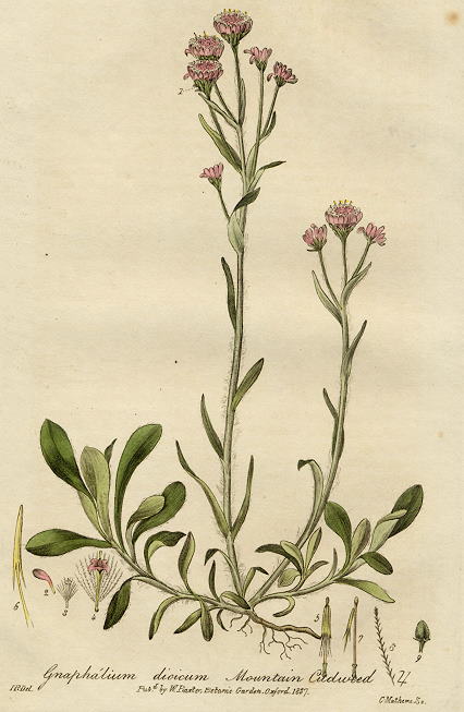 Mountain Cudweed, 1839