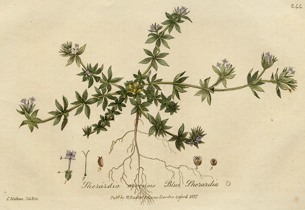 Blue Sherardia, 1839