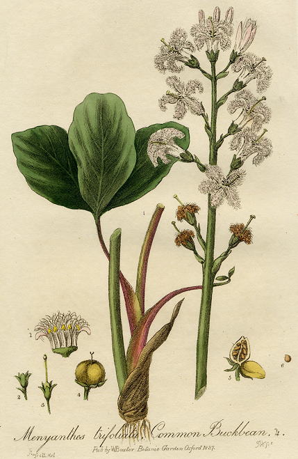 Common Buckbean, 1839