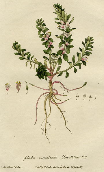 Sea Milkwort, 1839