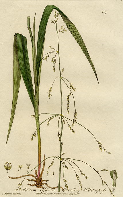 Spreading Millet-Grass, 1839