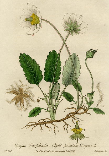 Eight Petaled Dryas, 1839