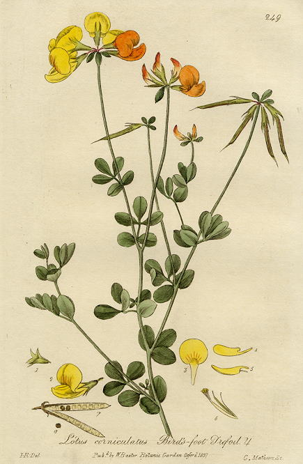 Birds-foot Trefoil, 1839