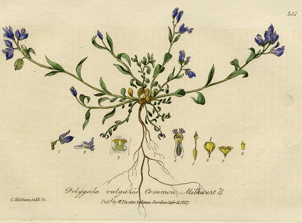 Common Milkwort, 1839