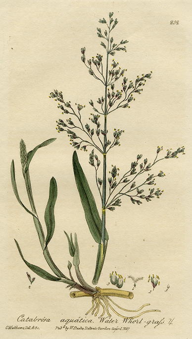 Water Whorl-grass, 1839