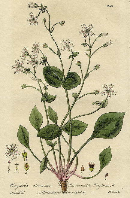 Chickweed-like Claytonia, 1839