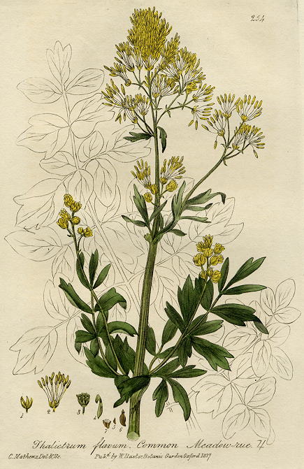 Common Meadow-rue, 1839