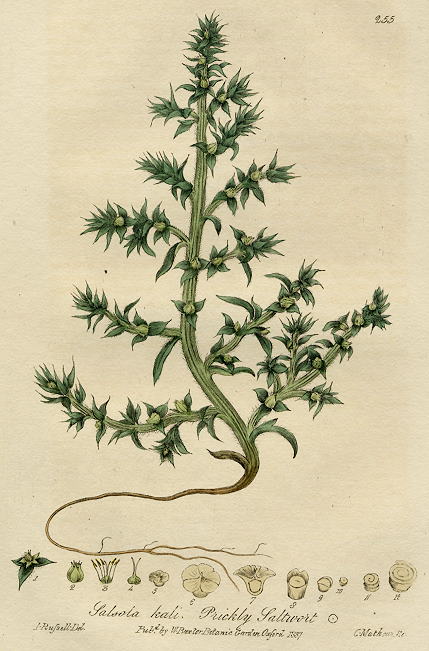 Prickly Saltwort, 1839