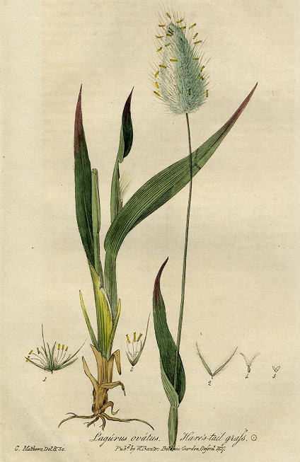 Hare's-tail grass, 1839