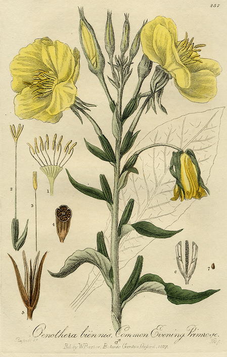 Common Evening Primrose, 1839