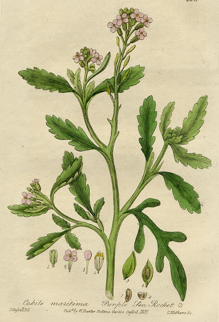 Purple Sea Rocket, 1839