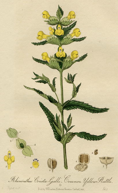 Hawk-weed Picris, 1839