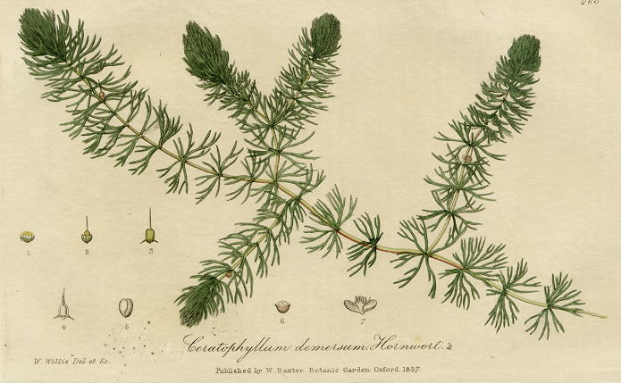 Common Yellow Rattle, 1839