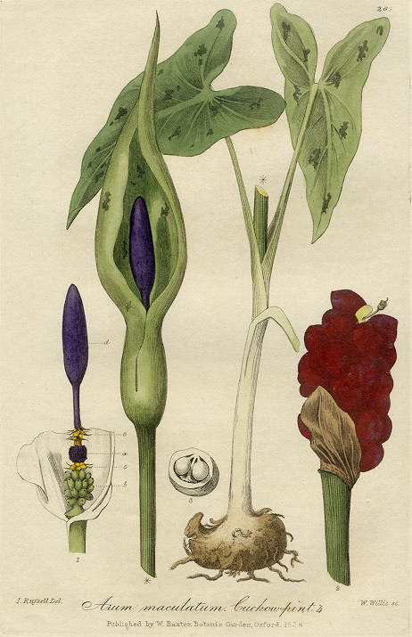 Cuckoo-pint, 1839